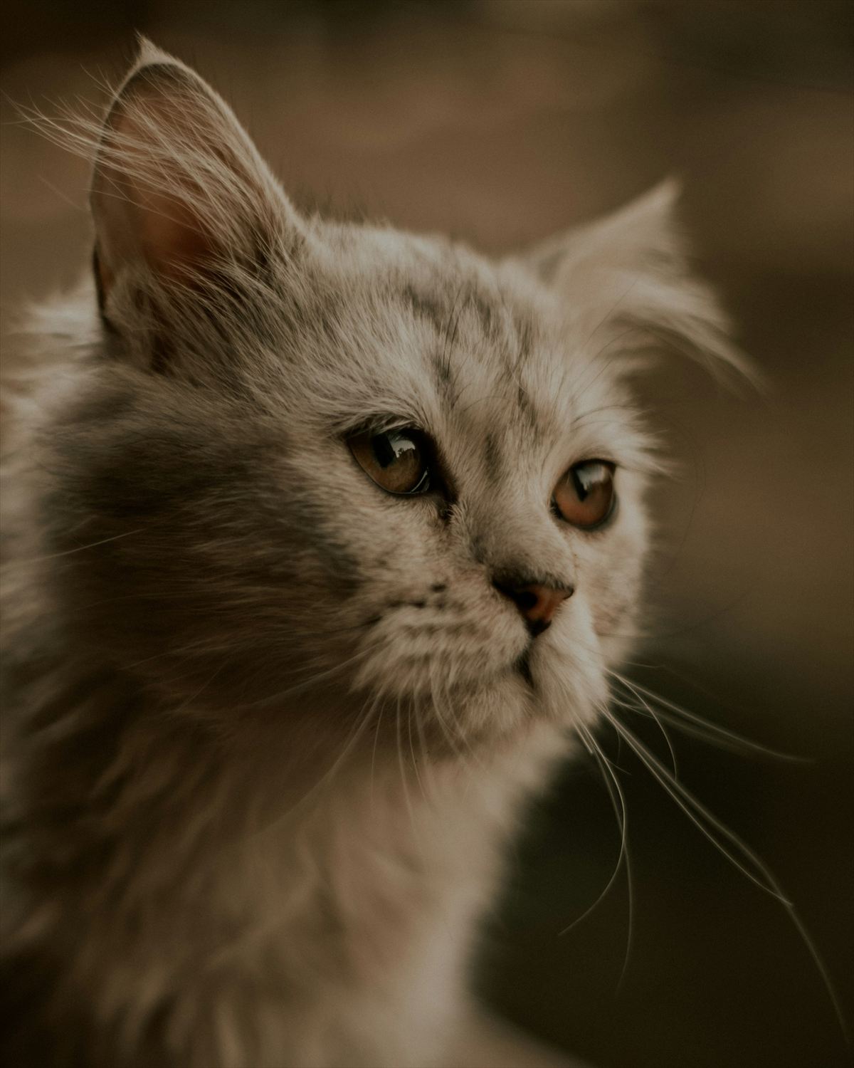 A fluffy cream-coloured cat