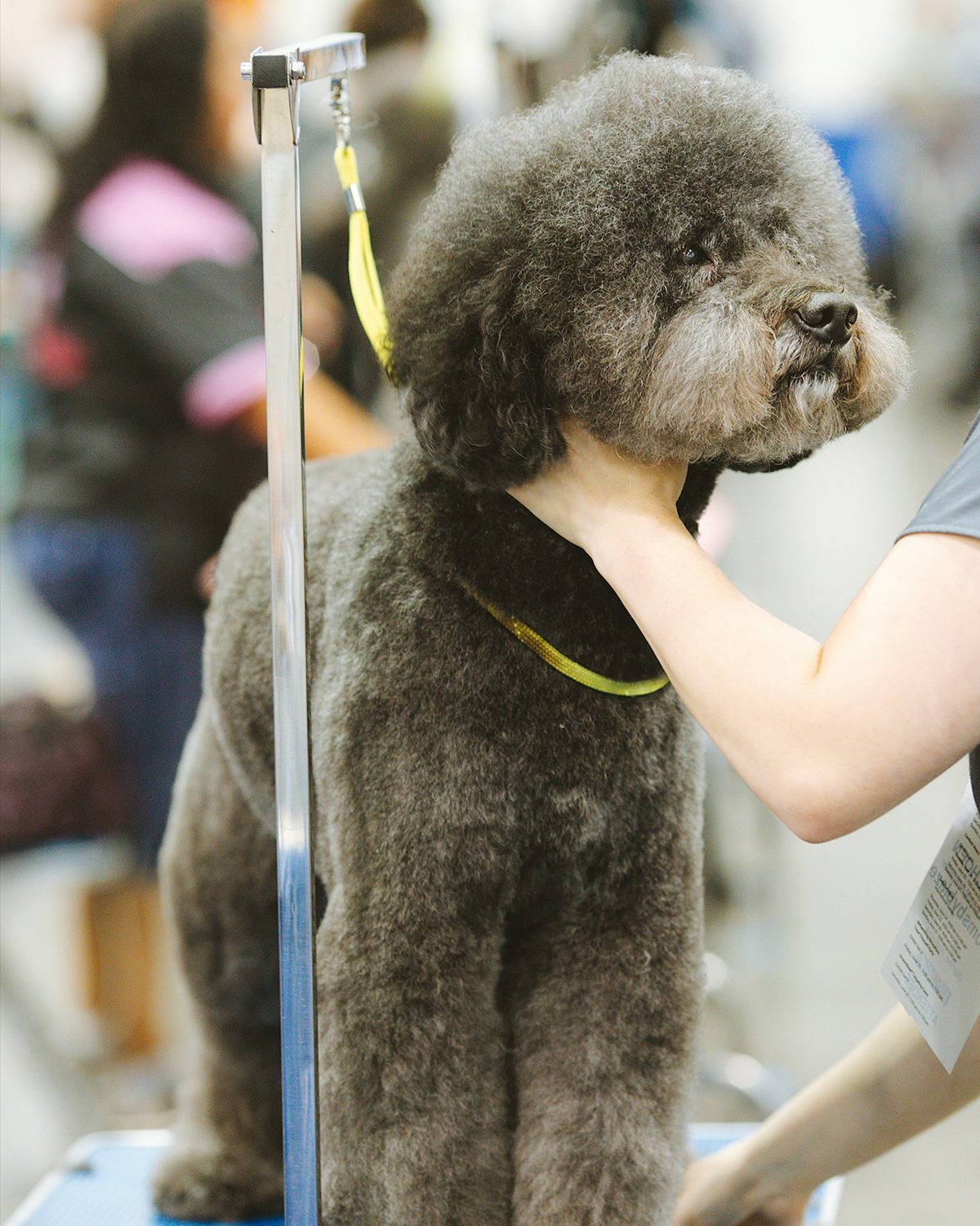 A poodle standing on a Grooming table