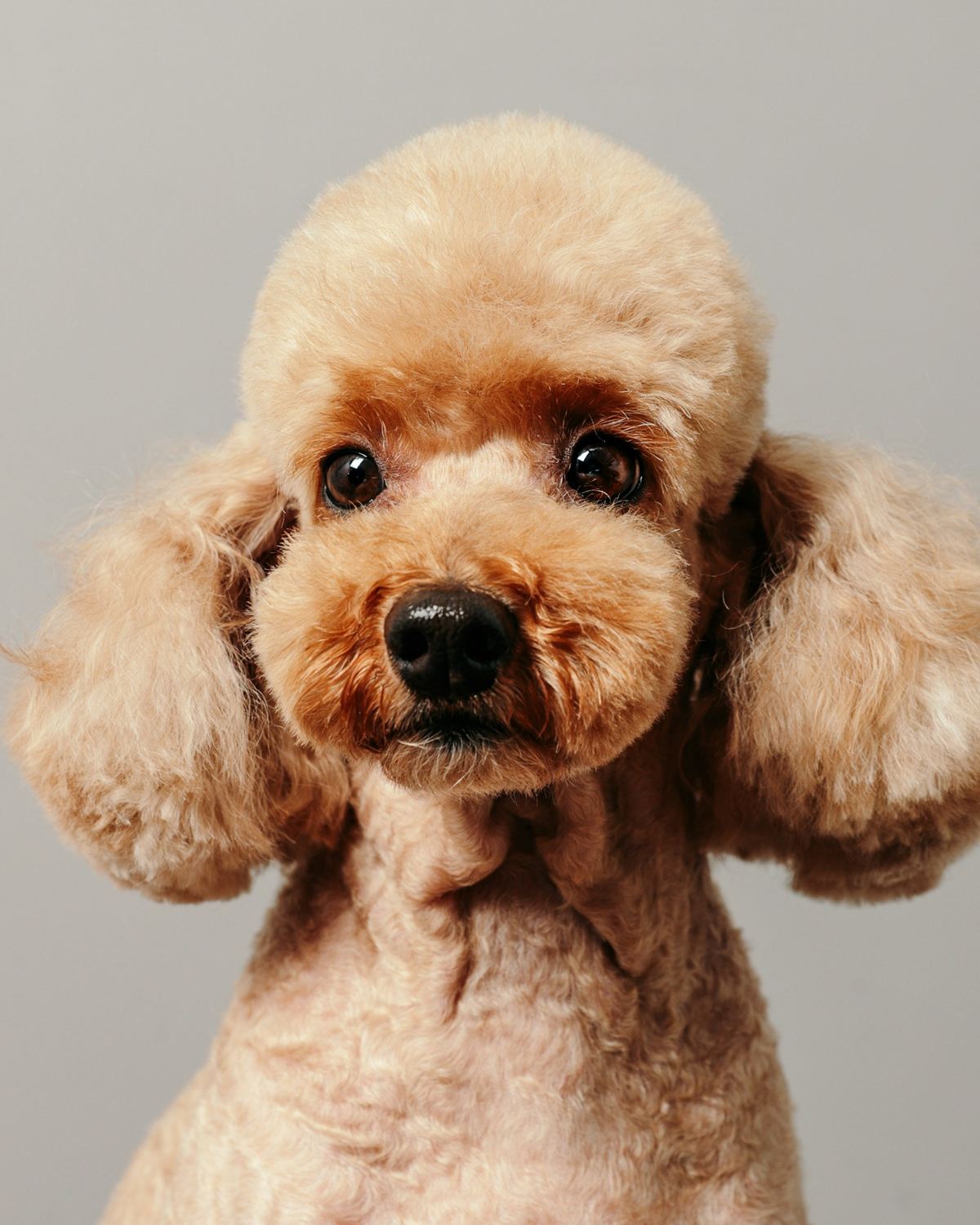 Example photo: a freshly groomed dog