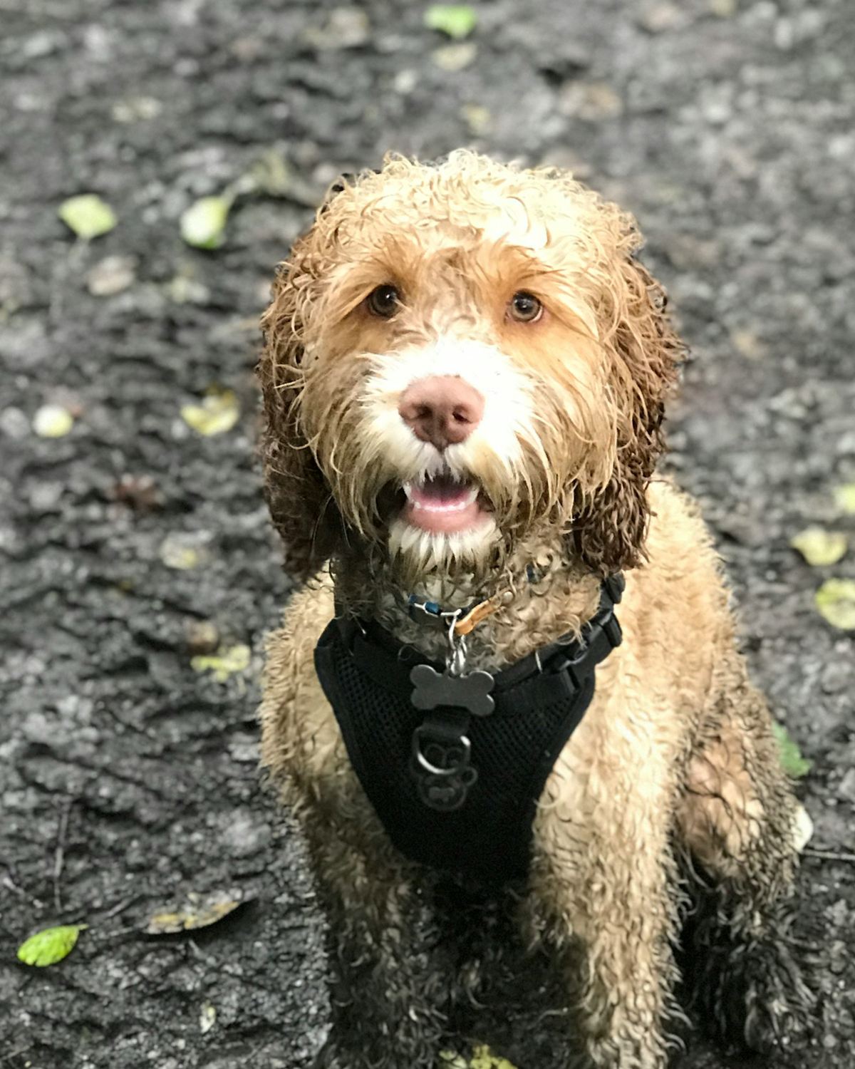 Example photo: a muddy dog before a bath