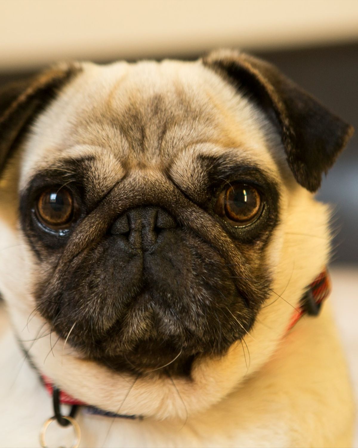 Example photo: a clean, groomed dog