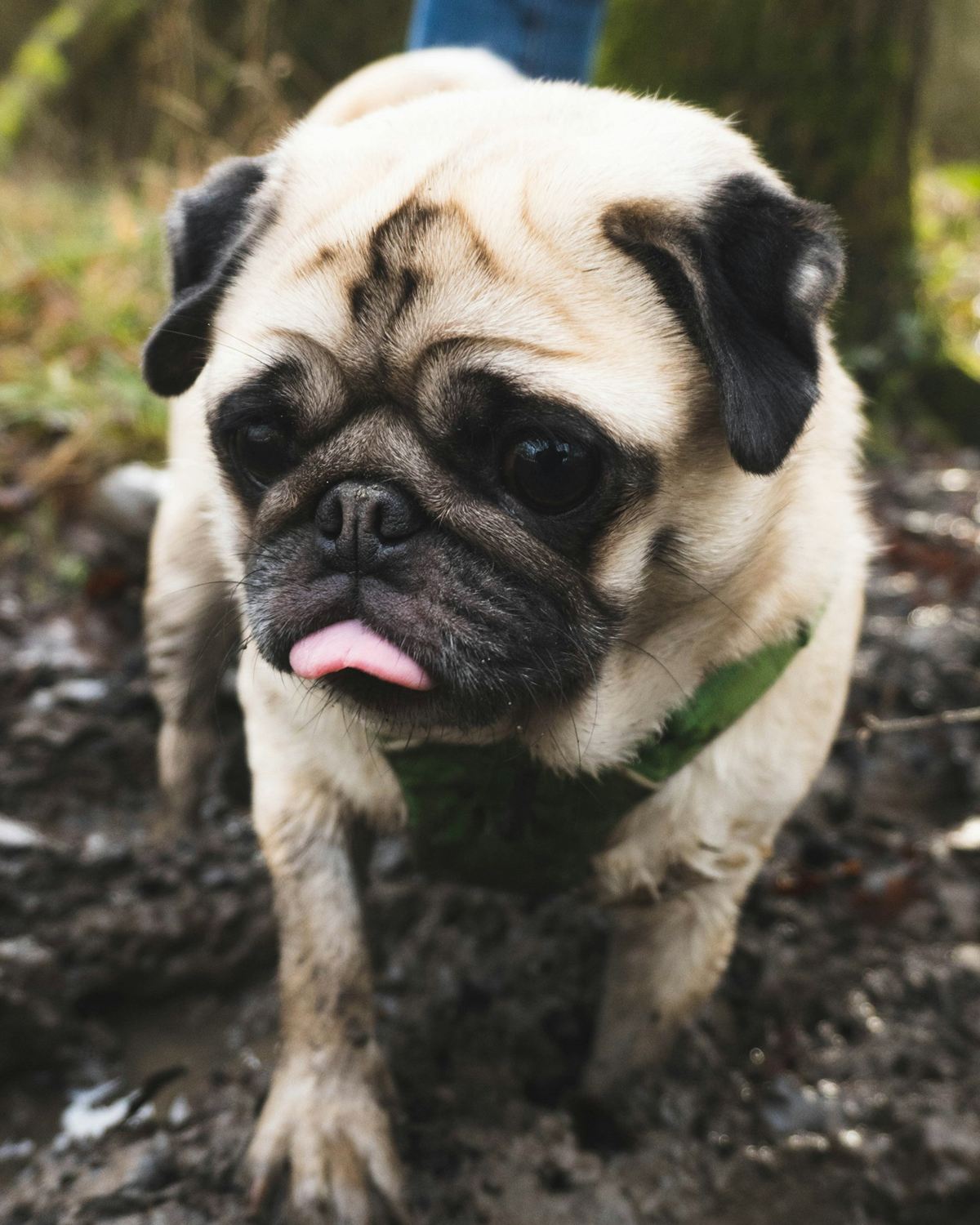 Example photo: a muddy dog